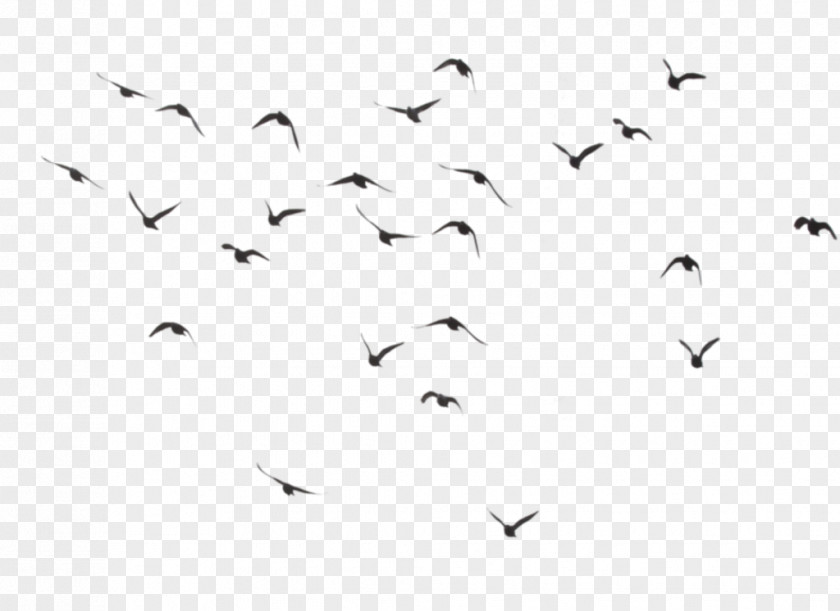 Pigeons Fly Material Hummingbird Flock Clip Art PNG