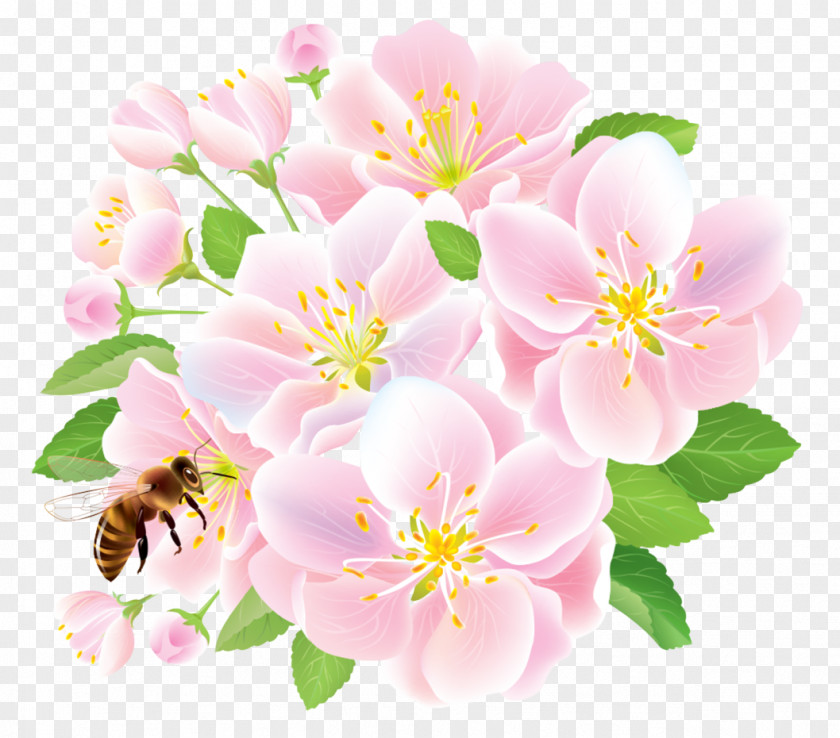 Blossom Prickly Rose Flower Flowering Plant Petal Pink PNG