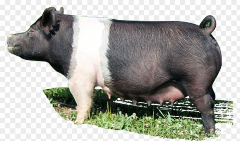 Boar Domestic Pig Livestock Snout Animal PNG