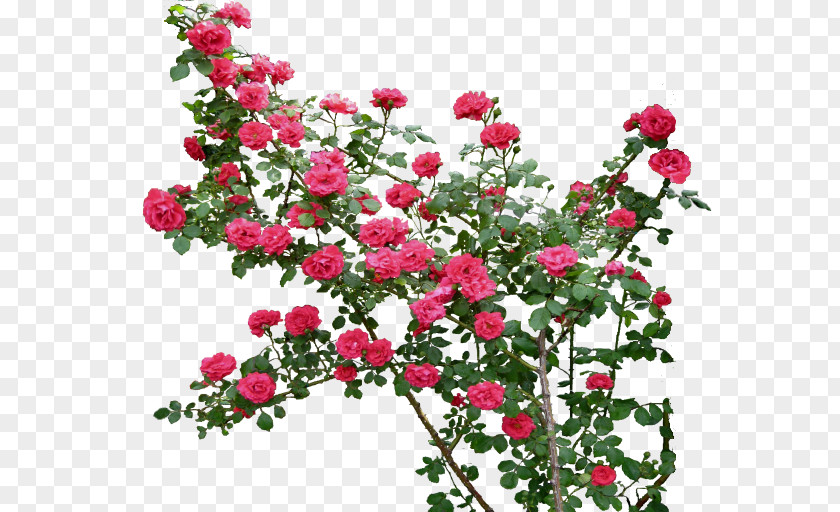 Climbing Rose Flower Clip Art PNG