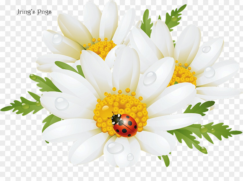 Flower Stock Photography Chamomile Clip Art PNG