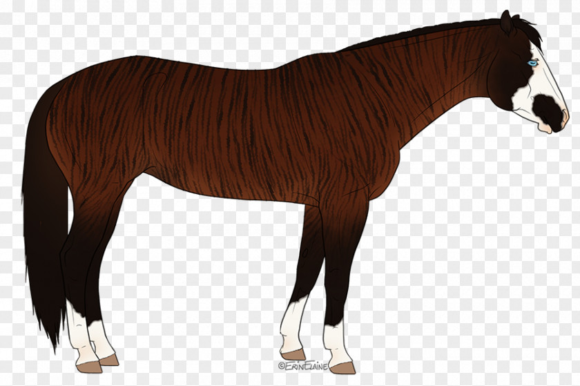 Horse Tack Mane Mustang Stallion Foal Mare PNG