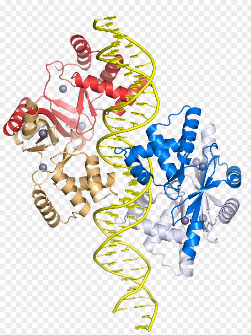 Protein Domain Zinc Uptake Regulator Gene Transcription Factor PNG