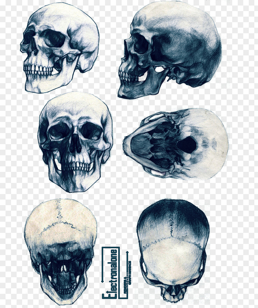 Skull-drawing Animal Skulls Skeleton Drawing Tattoo PNG