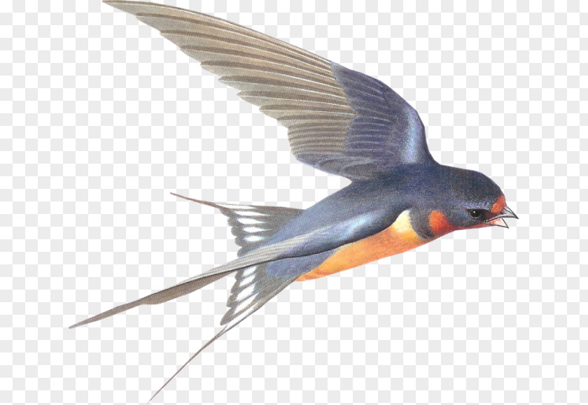 Swallow Clip Art PNG