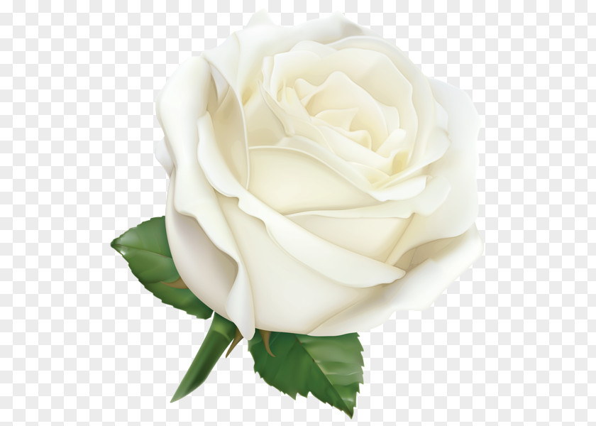 White Roses Rose Desktop Wallpaper Clip Art PNG