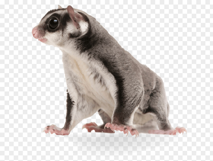 Animated Sugar Glider Squirrel Phalangeriformes Stock Photography PNG