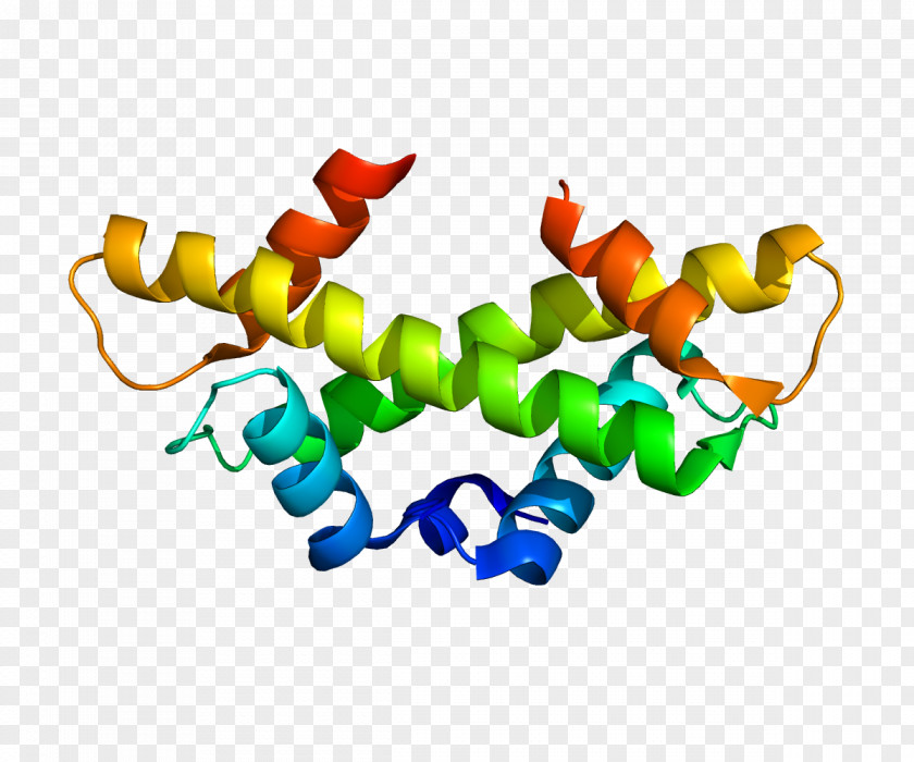 CENPA Centromere Protein Kinetochore Mitosis PNG