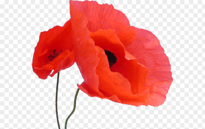 Common Poppy Plant Seed Flower PNG