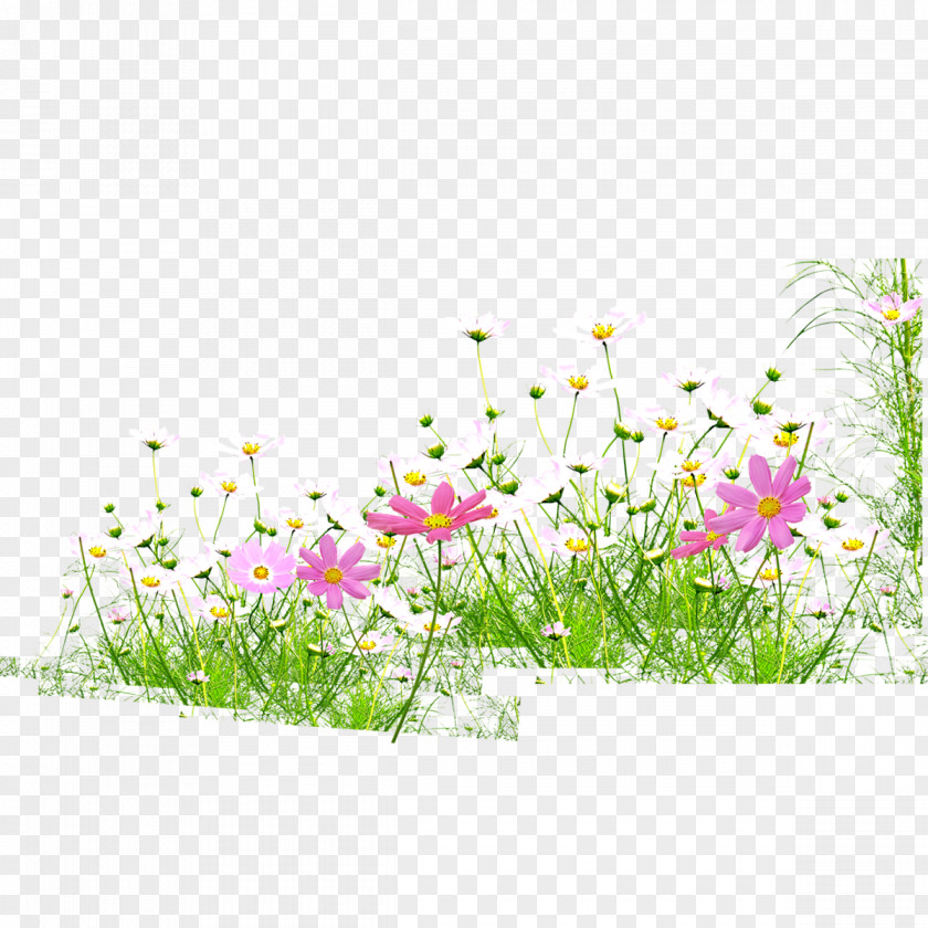 Flowers,grass,spring,bloom PNG