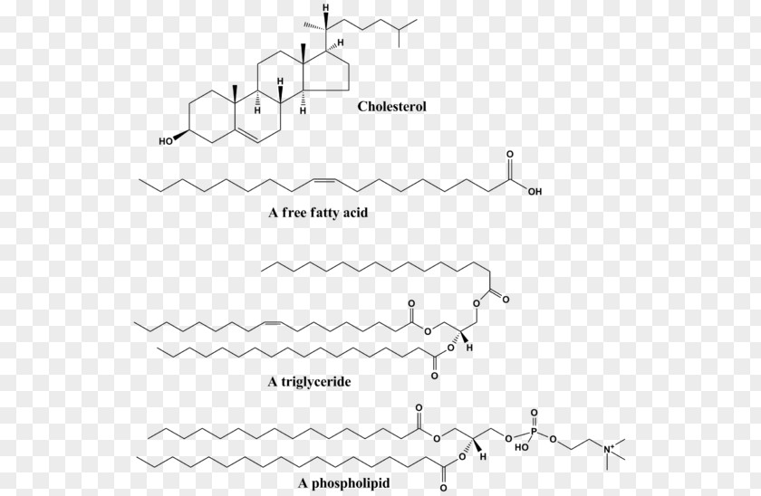 Phospholipid Biochemistry Structure Fatty Acid PNG