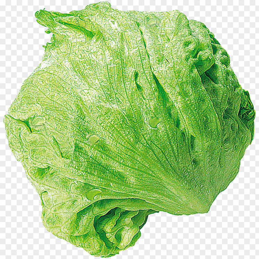 Salate Romaine Lettuce Iceberg Spring Greens REWE Collard PNG