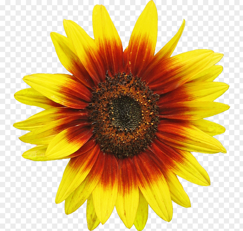 Sunflower Common Seed Clip Art PNG