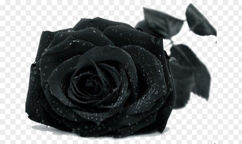 Black Rose Drop Wallpaper PNG