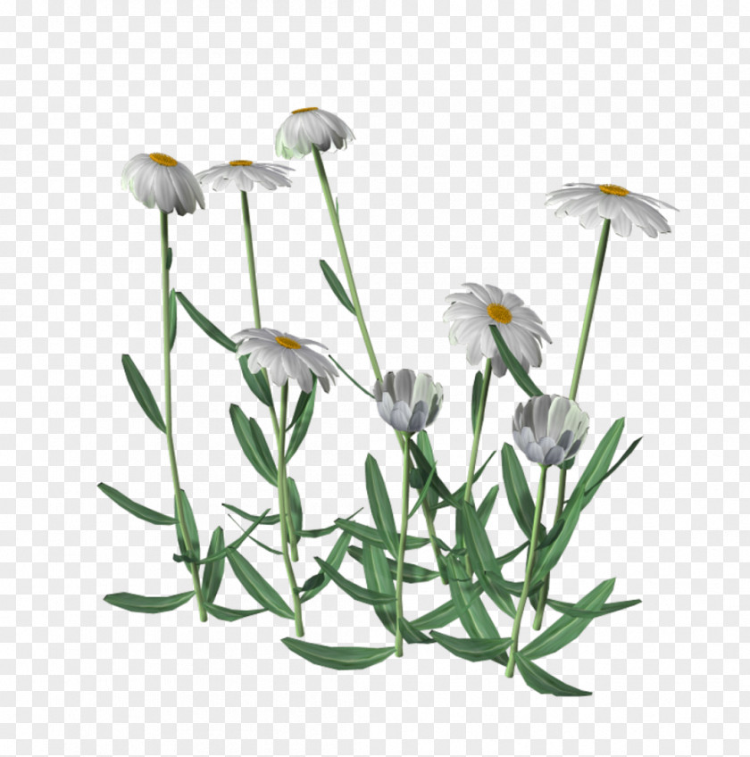 Flower Common Daisy Medicinal Plants Clip Art PNG