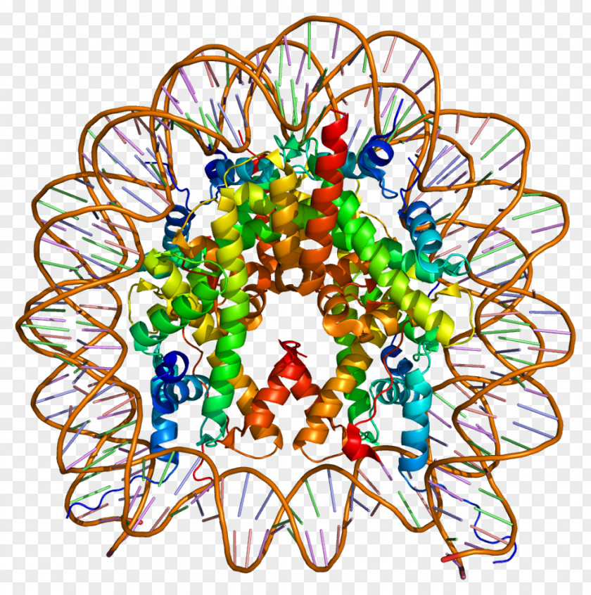 H2AFZ Histone H2A Nucleosome Code PNG