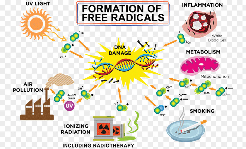 Molecular Atom Free-radical Theory Of Aging Antioxidant Molecule Unpaired Electron PNG