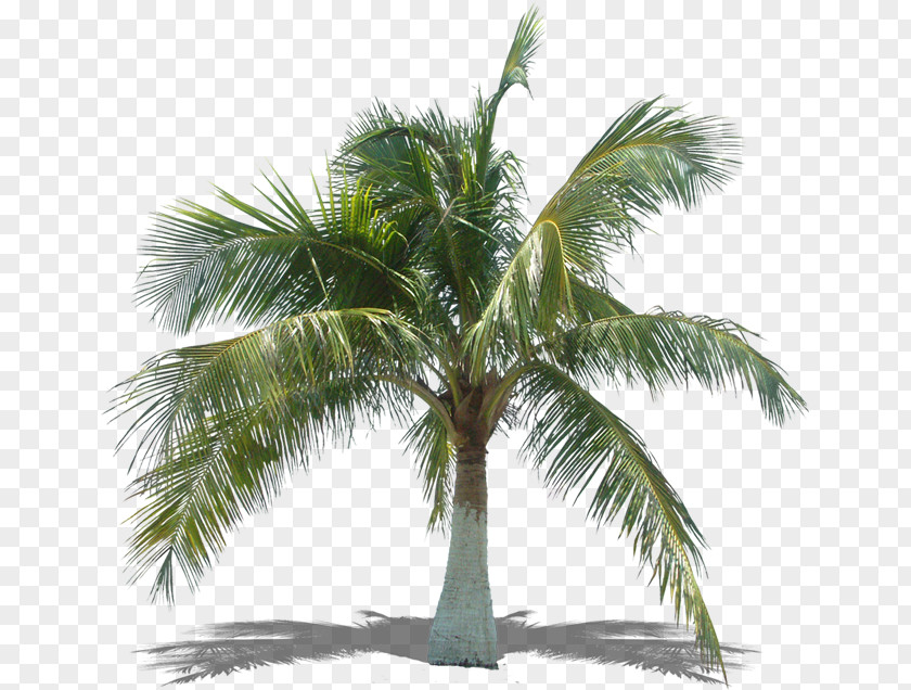 Palm Leaves Arecaceae Asian Palmyra Tree Coconut Plant PNG