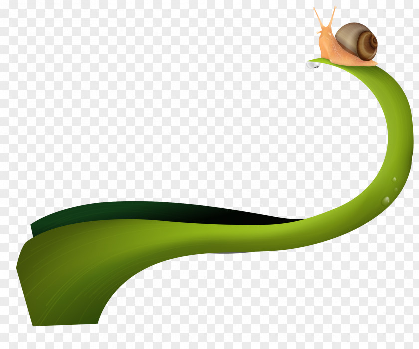 Vector Painted Snail Green Curve PNG