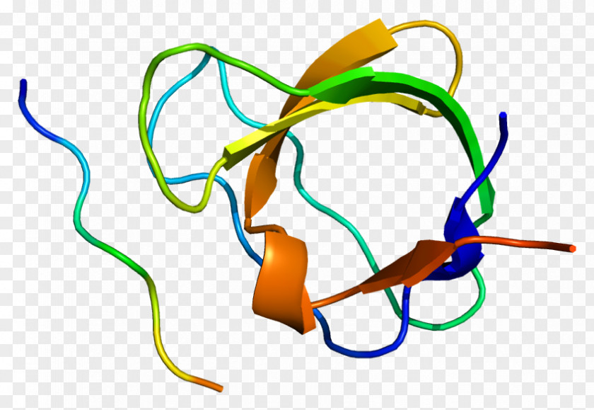 Vegf Receptor CD2AP Protein Gene SH3 Domain Chromosome 6 PNG