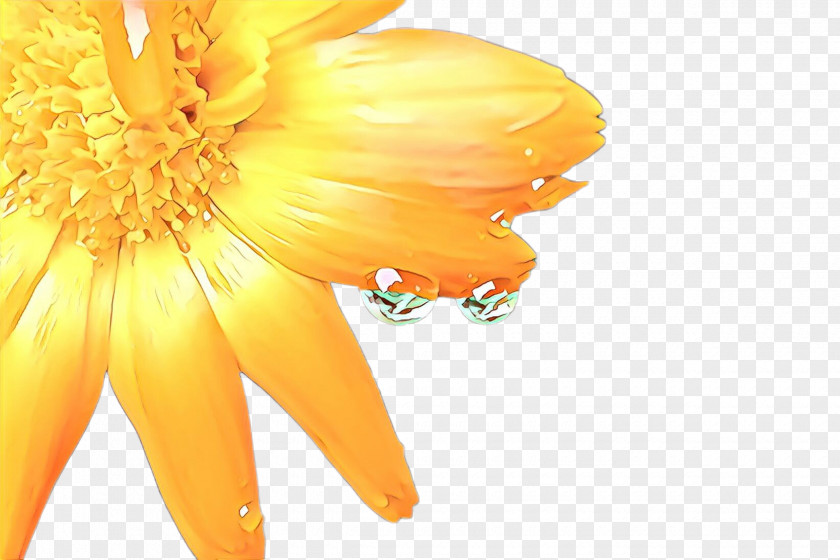 Calendula English Marigold Flowers Background PNG