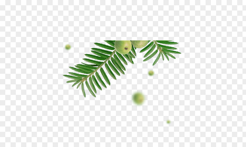 Green Leaves And Fruit Leaf PNG
