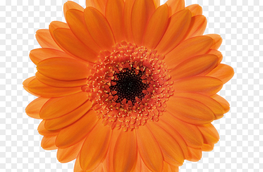 Navy Gerbera Transvaal Daisy Chrysanthemum Cut Flowers Gallery Wrap Color PNG