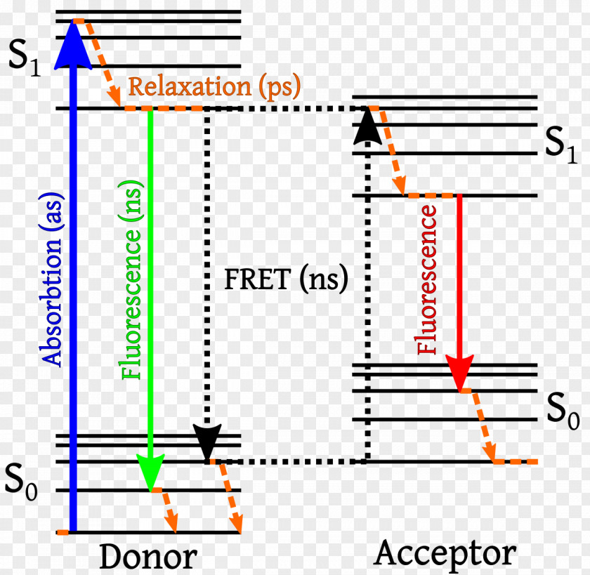 Energy Förster Resonance Transfer Jablonski Diagram Fluorescence Dexter Electron PNG