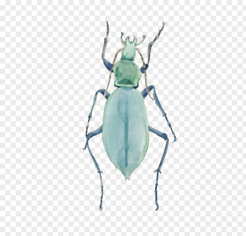 Green Insects Insect PNG