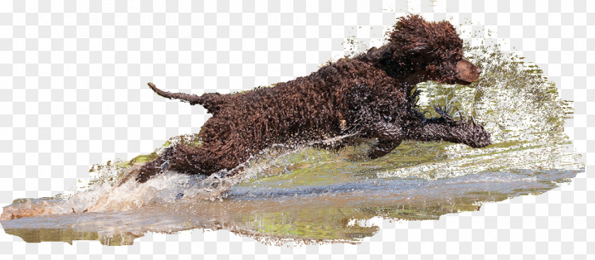 Irish Water Spaniel Boykin Spanish Dog Breed American PNG