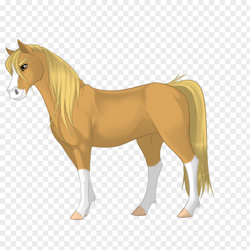 Mustang Mane Morgan Horse Pony Stallion PNG