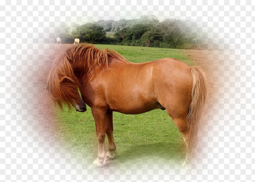 Thoroughbred Pony Pintabian Arabian Horse Percheron PNG
