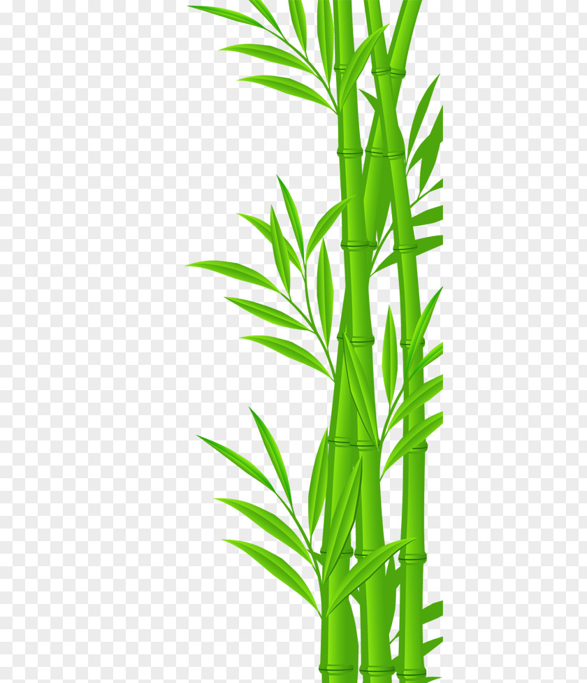 Bamboo Euclidean Vector Illustration PNG