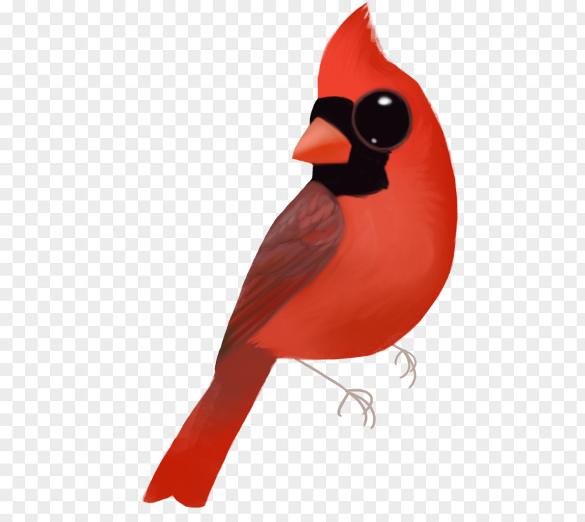 Cardinalis Beak PNG