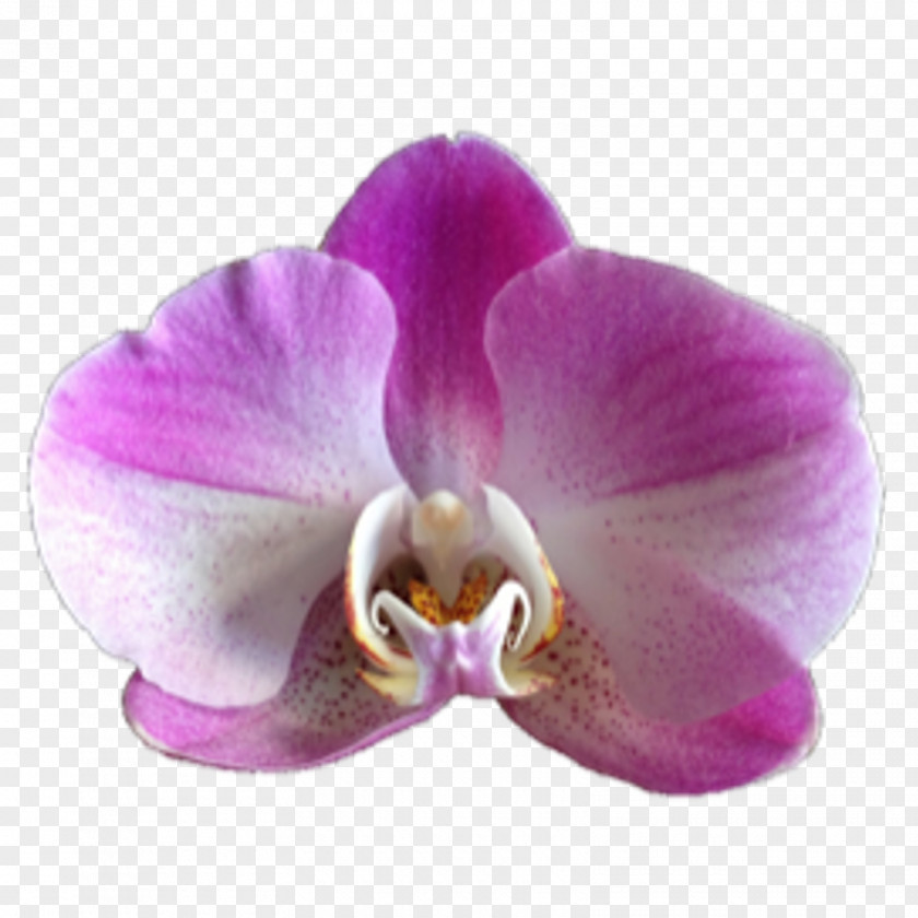 Flower Moth Orchids Phaius PNG