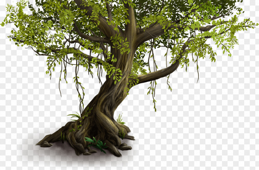 Lady Tree Wood /m/083vt Houseplant Branching PNG
