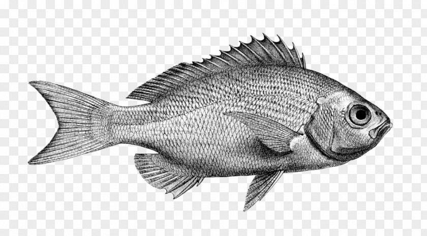 Northern Red Snapper Tilapia Fish Products Barramundi Perch PNG