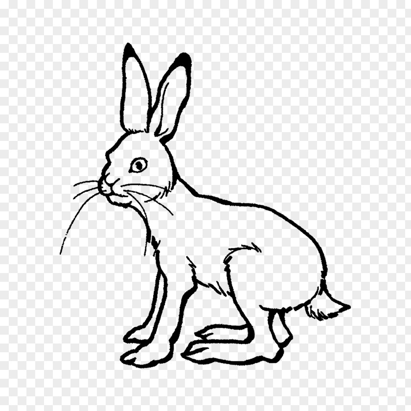 Rabbit Arctic Hare The Tortoise And European Drawing PNG