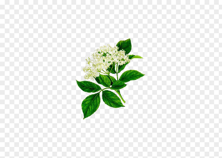 Sambucus Nigra Elder Herbalism Medicinal Plants Flower PNG