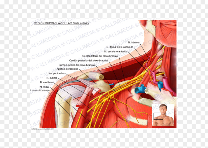 Supraclavicular Fossa Nerves Lymph Nodes Anatomy PNG