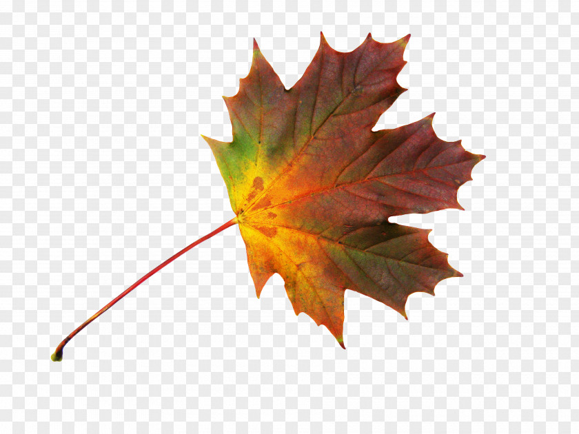 Autumn Leaves Maple Leaf PNG