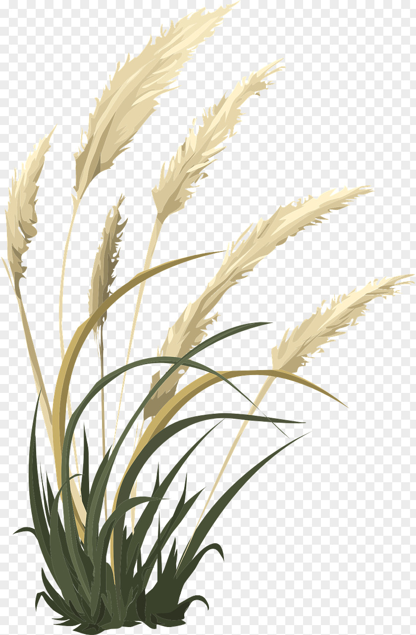 Barley Agriculture Grain Cereal Grasses Common Wheat PNG