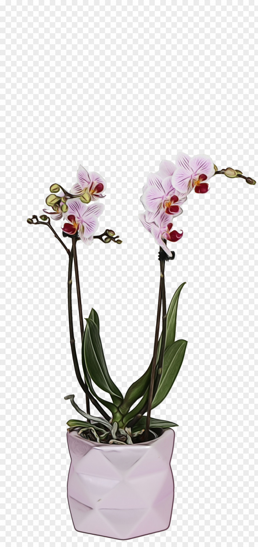 Cattleya Houseplant Watercolor Flower Background PNG