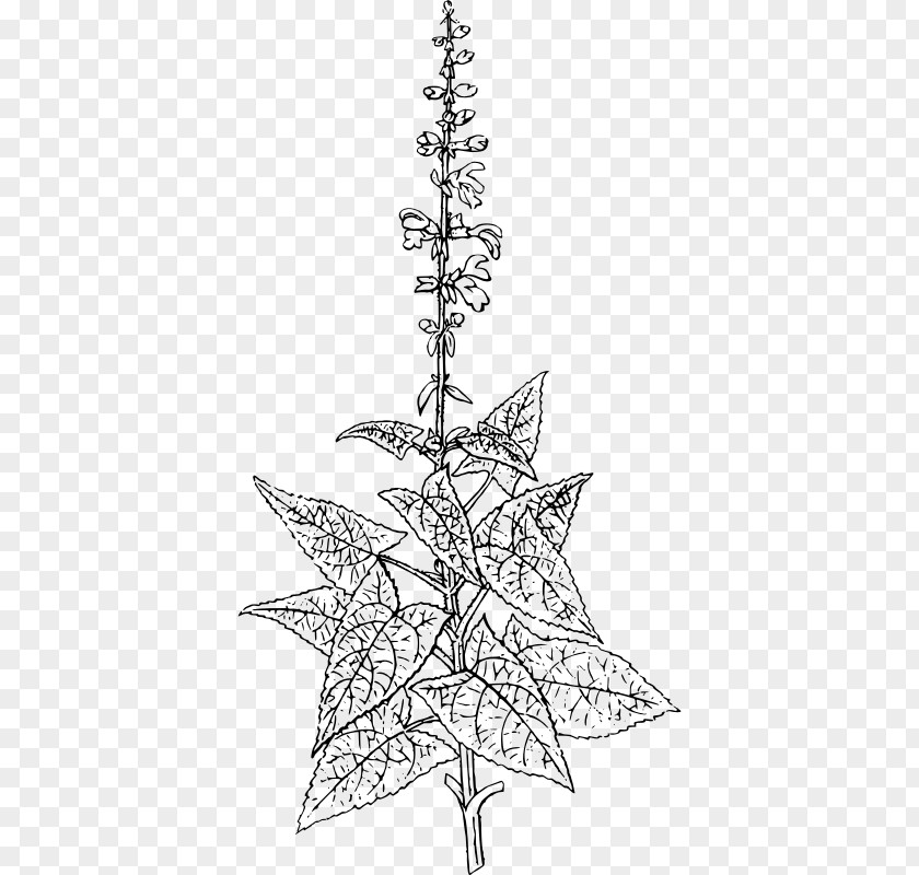 Christmas Tree Spruce Twig Fir Line Art PNG