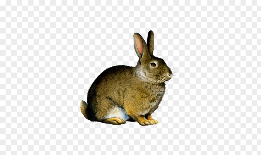 Cute Gray Rabbit Easter Bunny Hare Clip Art PNG