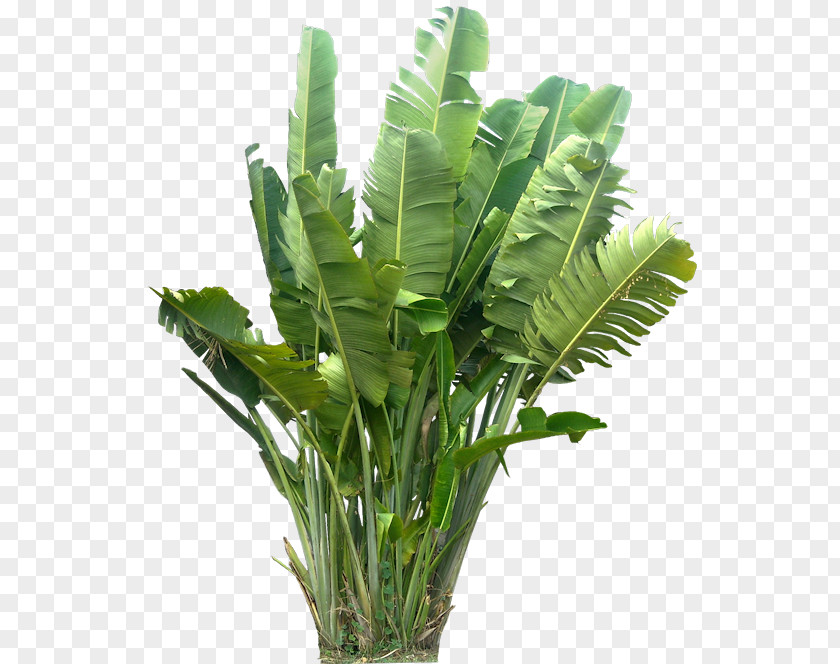 Jungle Plant Tropics PNG