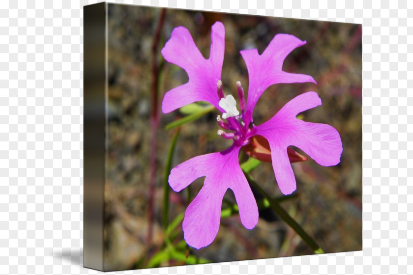 Pink Fairy Clarkia Pulchella Wildflower Plant Petal Lychnis Flos-cuculi PNG