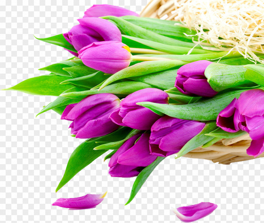 Purple Tulips Flower Bouquet Tulip Stock Photography White PNG