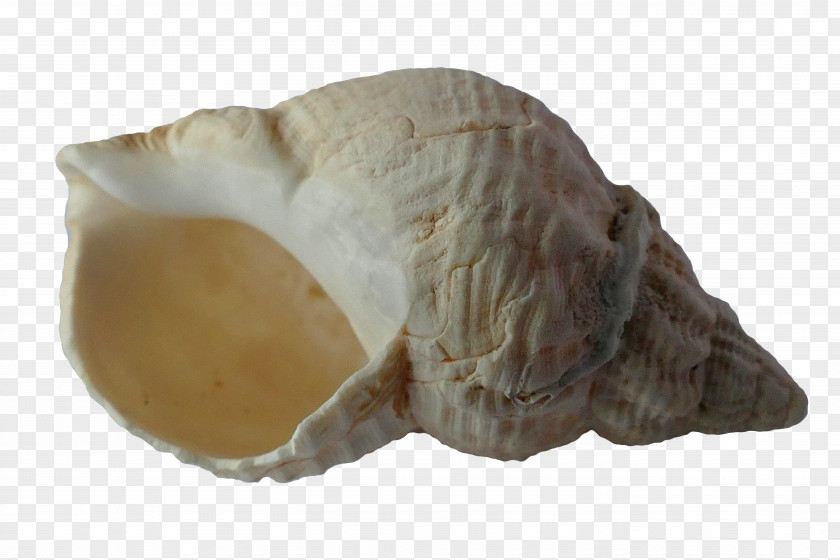 Sand Mussel Seashell Gastropod Shell Snail Bivalvia PNG