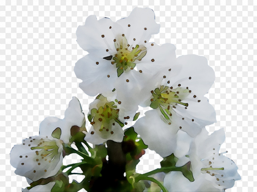 ST.AU.150 MIN.V.UNC.NR AD Cherry Blossom Cherries PNG